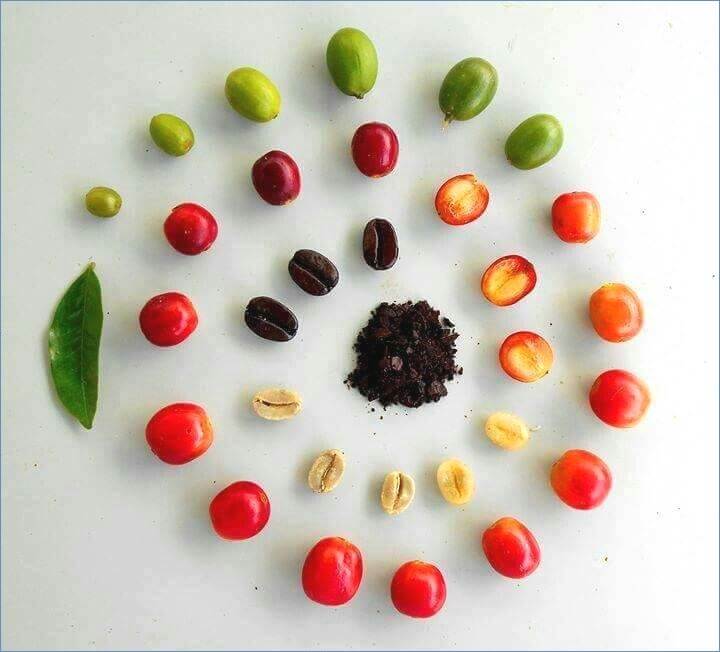 Coffee beans buy online